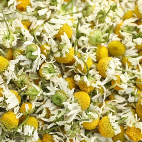 Copy of Synergy Tea Premium Herbal Tea Website Design Overview (460 x 460 px) (460 x 460 px).webp